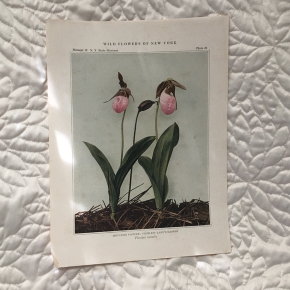 Orchid Antique Botanical Plant Print Original - Picture 2 of 8